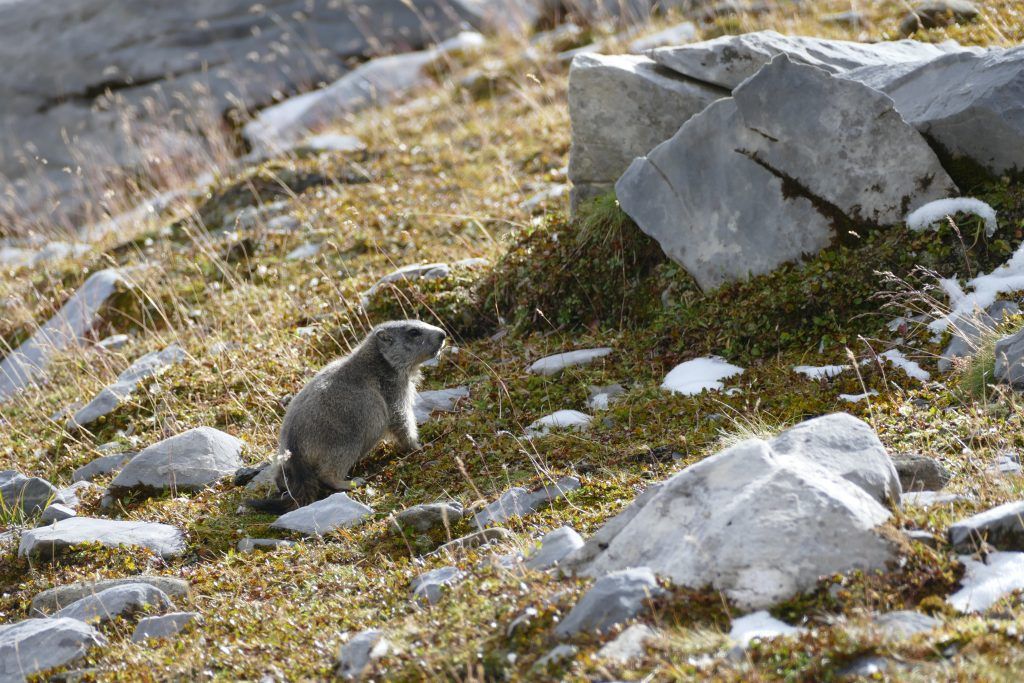 Wildlife in the French Alps - Free Spirit Alpine