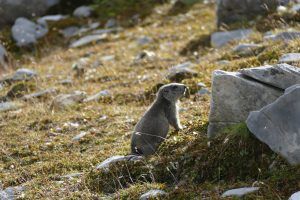 marmotte alps