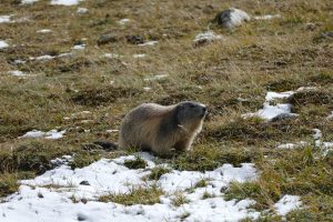 marmotte