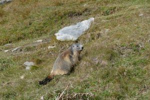 Marmotte